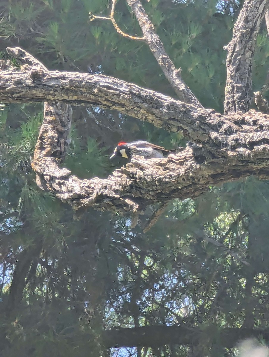 Acorn Woodpecker - ML619367490