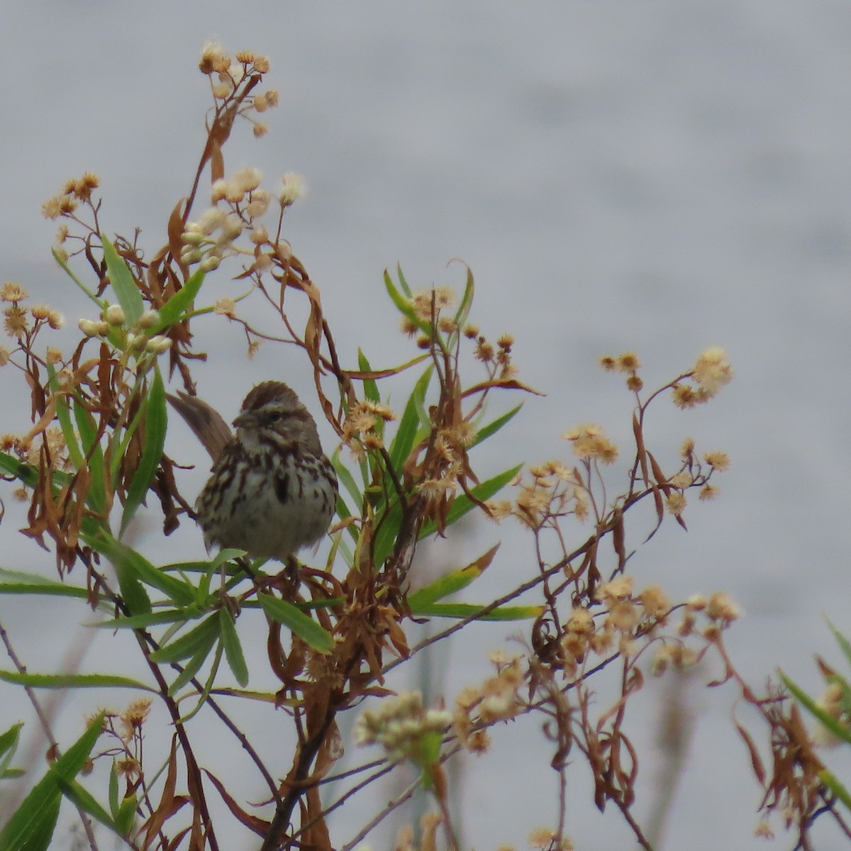 Song Sparrow - Brian Nothhelfer