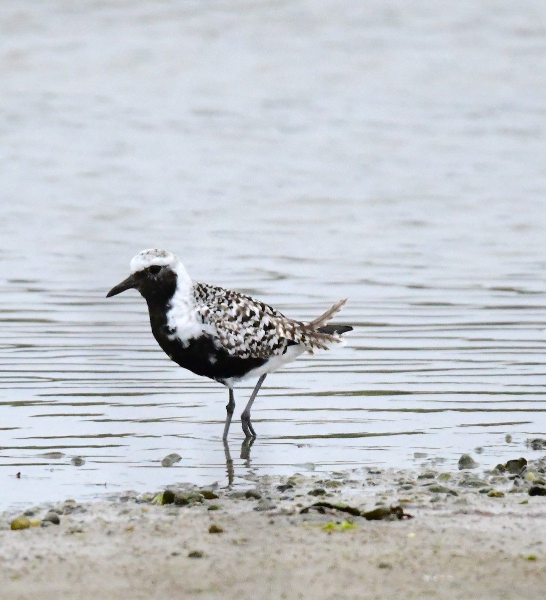 Black-bellied Plover - mike shaw