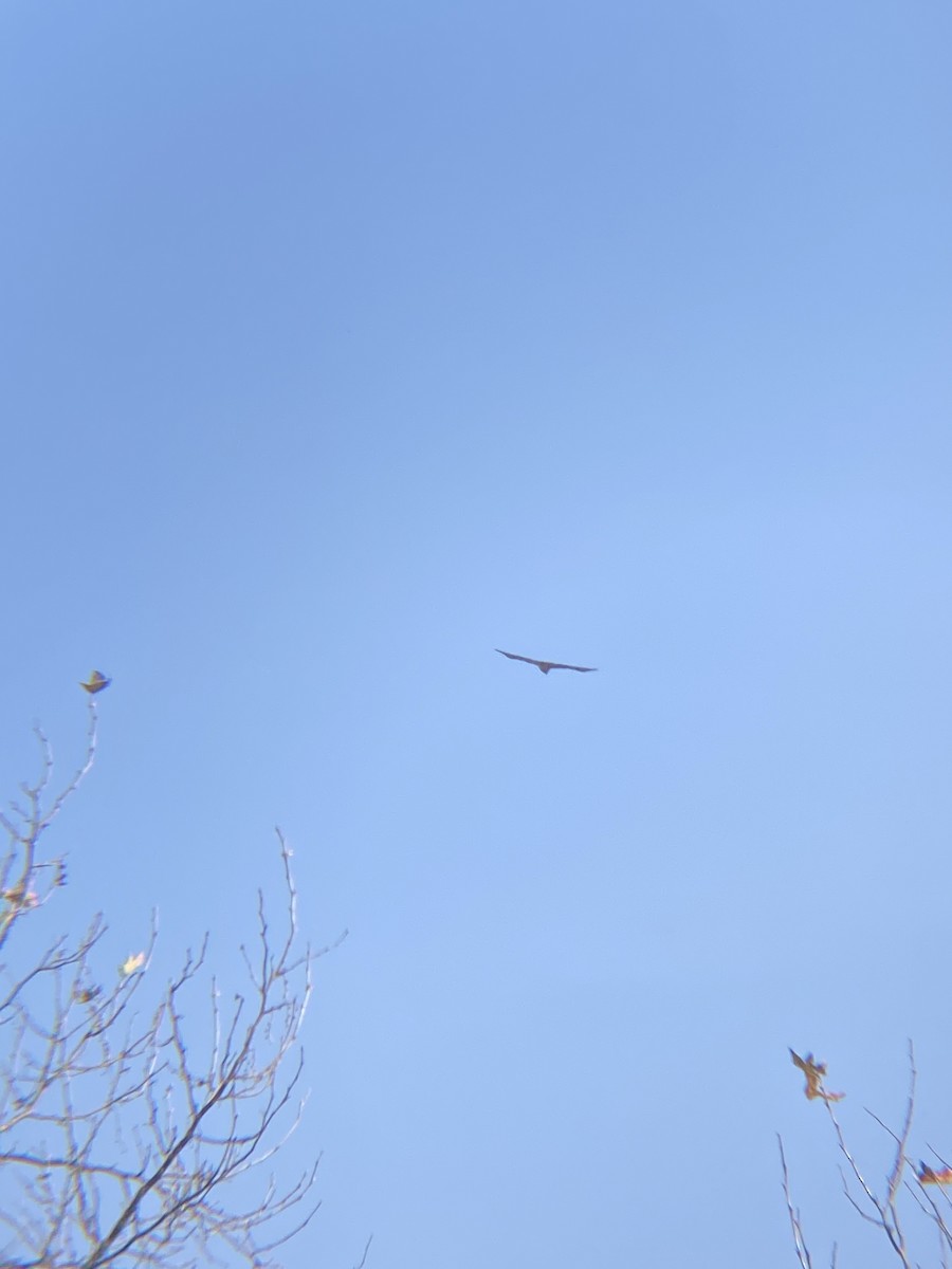 Red-tailed Hawk - Tori R.