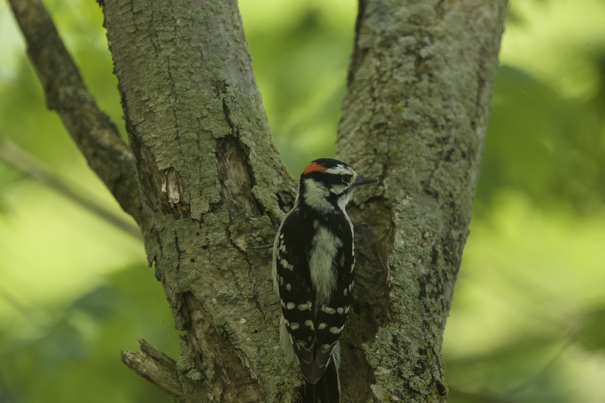 Downy Woodpecker - Paul Miller