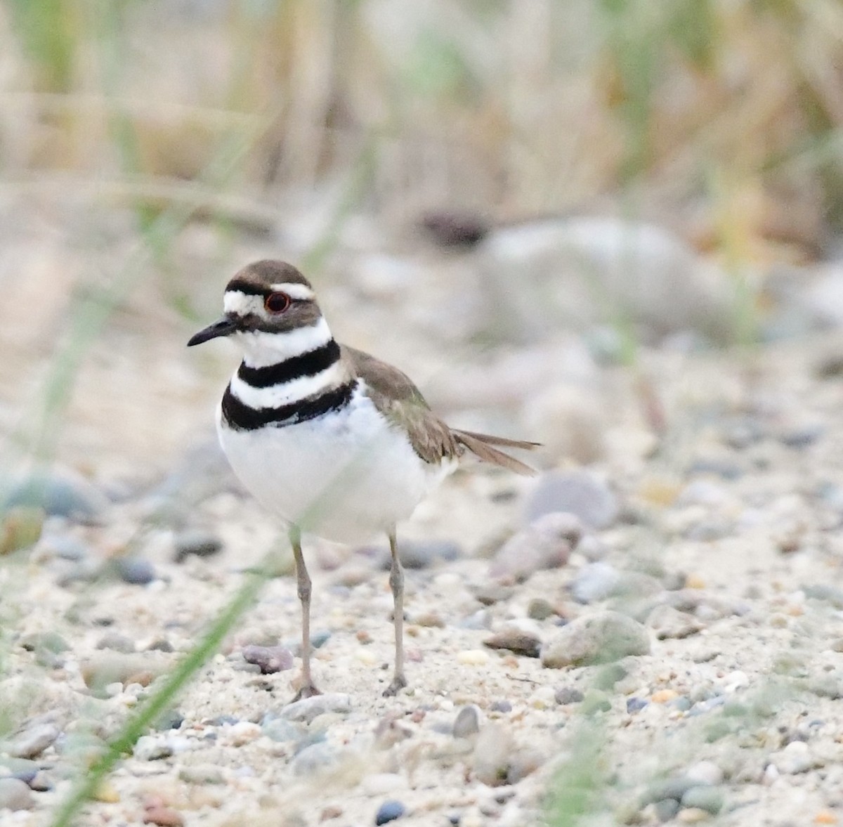 Killdeer - mike shaw