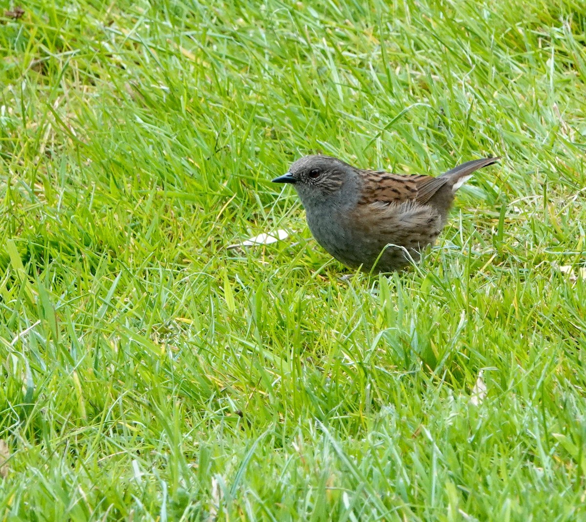 Dunnock - Nancy Henke