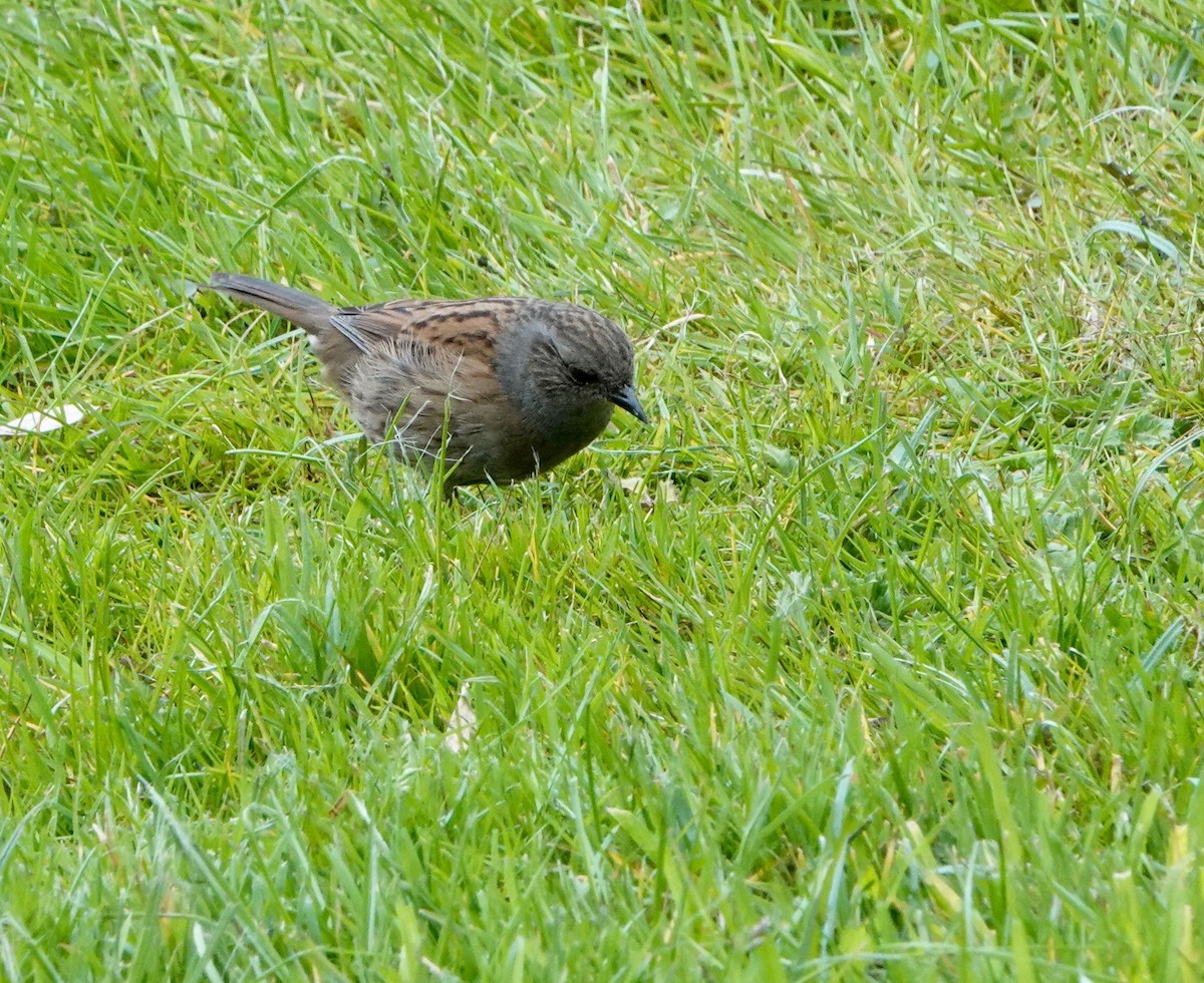 Dunnock - Nancy Henke