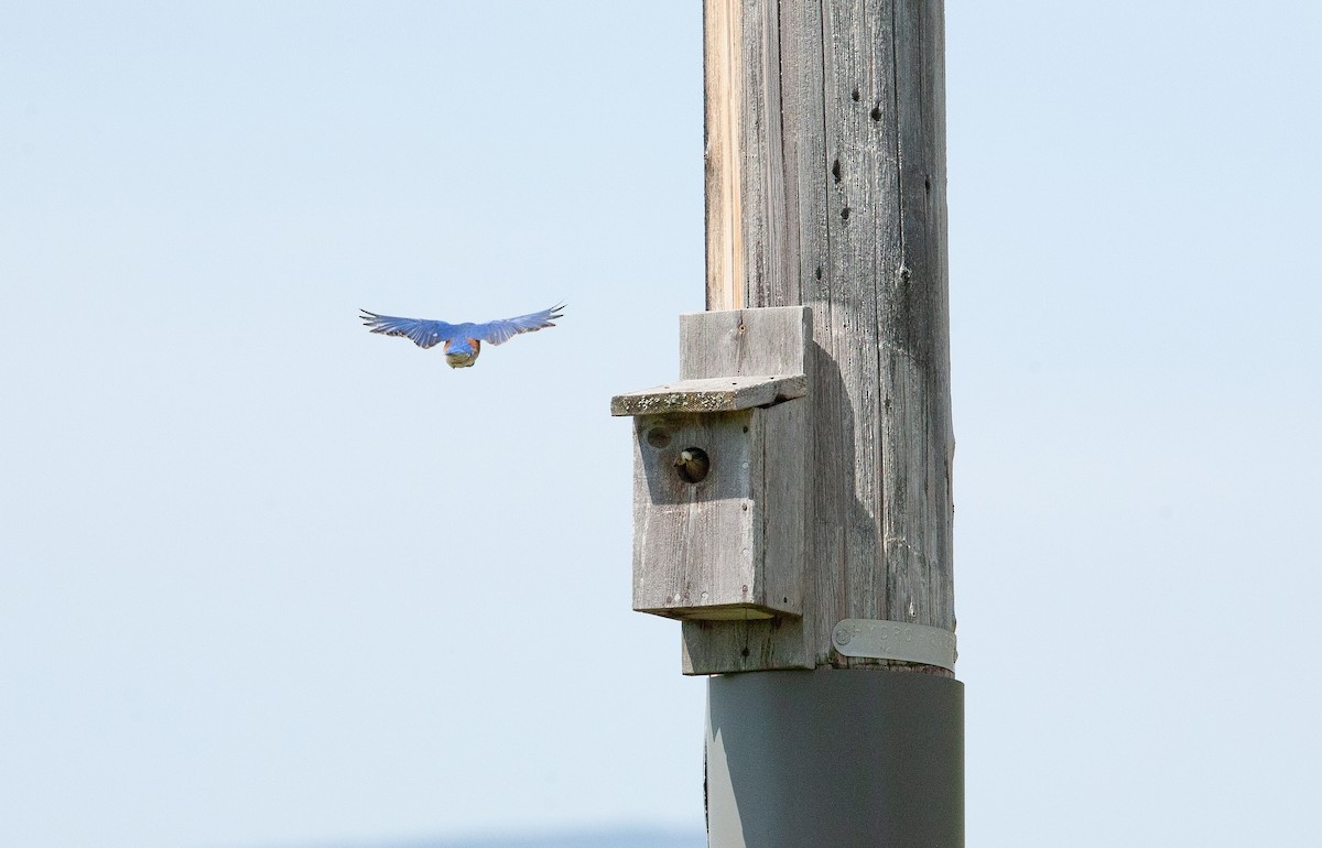 Eastern Bluebird - ML619367604