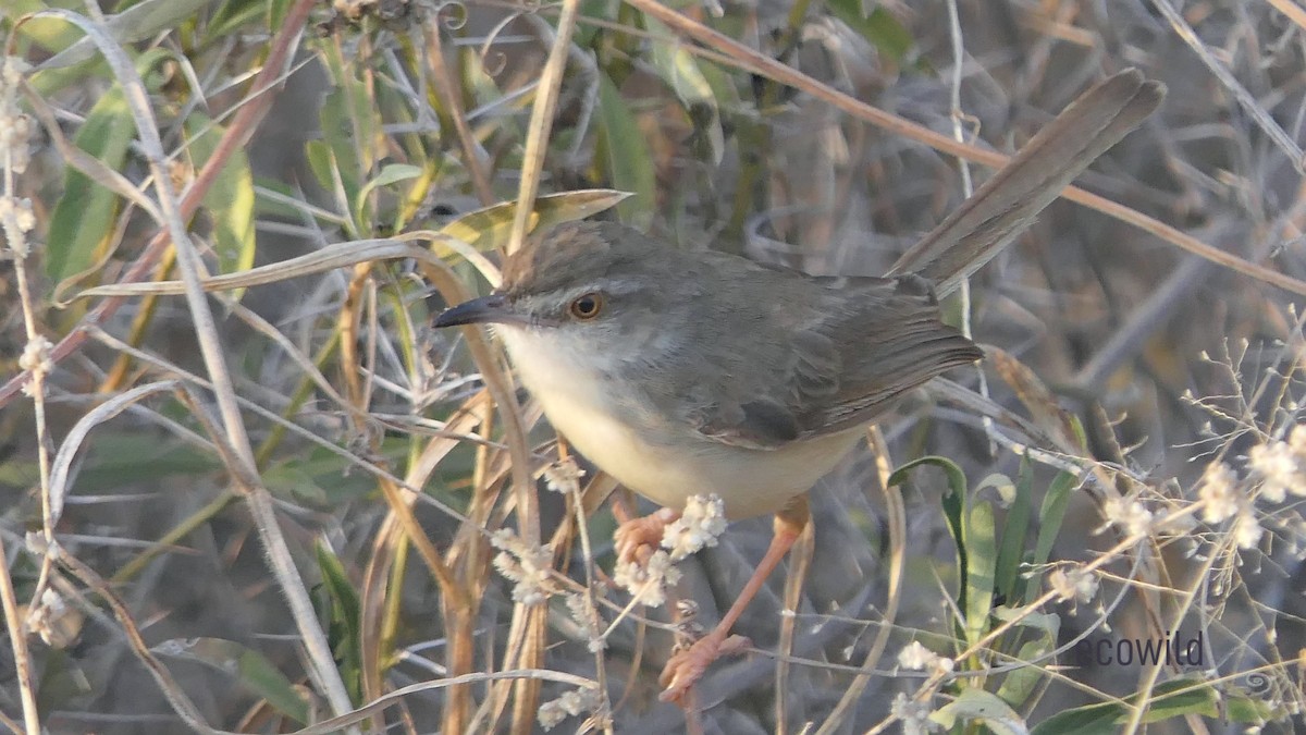 Plain Prinia - ML619367608