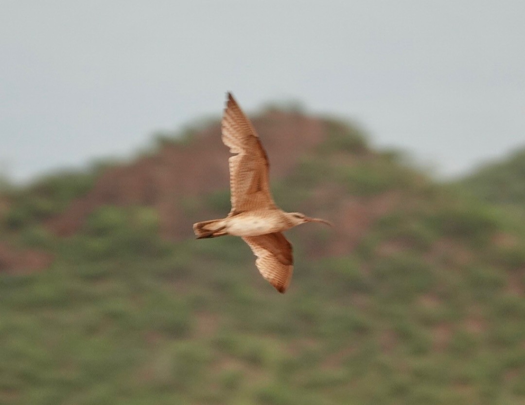 Regenbrachvogel (hudsonicus) - ML619367612