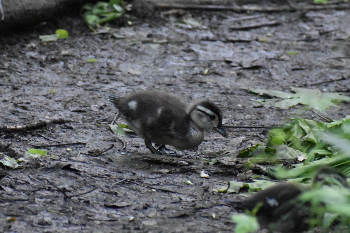 Wood Duck - ML619367665