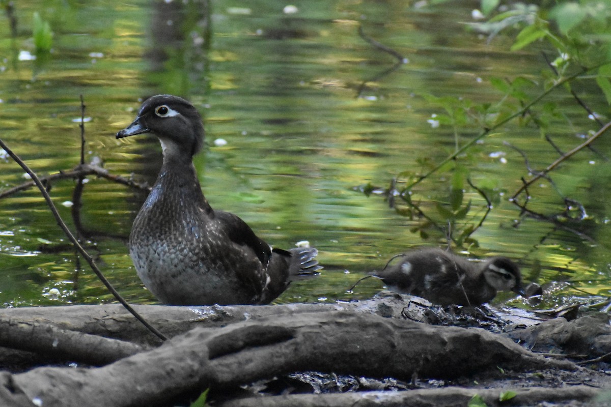 Wood Duck - ML619367666