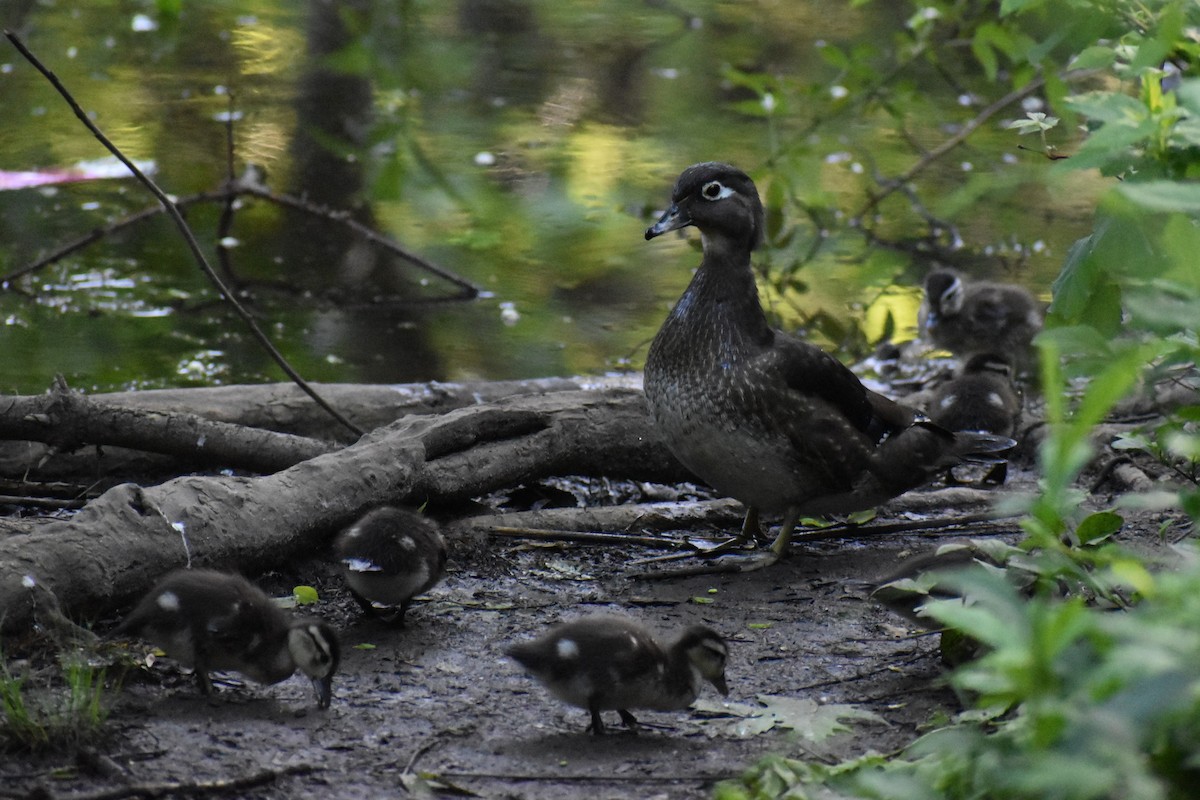 Wood Duck - ML619367667