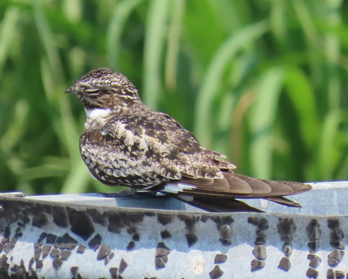 Common Nighthawk - Laurie Witkin