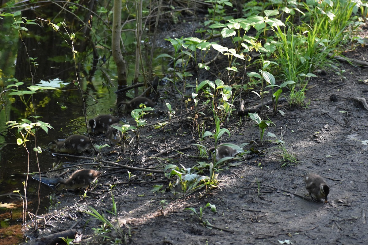 Wood Duck - ML619367669