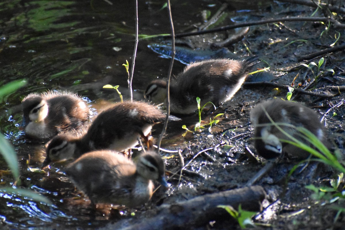 Wood Duck - ML619367672