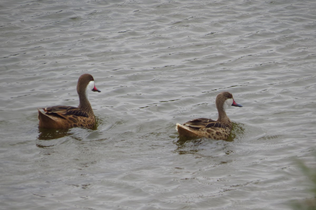 White-cheeked Pintail - Gary Prescott