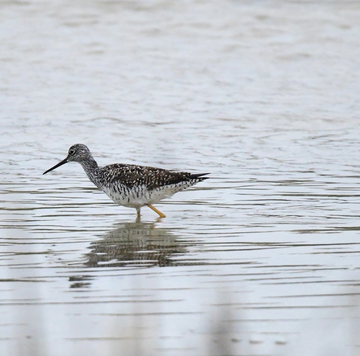 Greater Yellowlegs - mike shaw