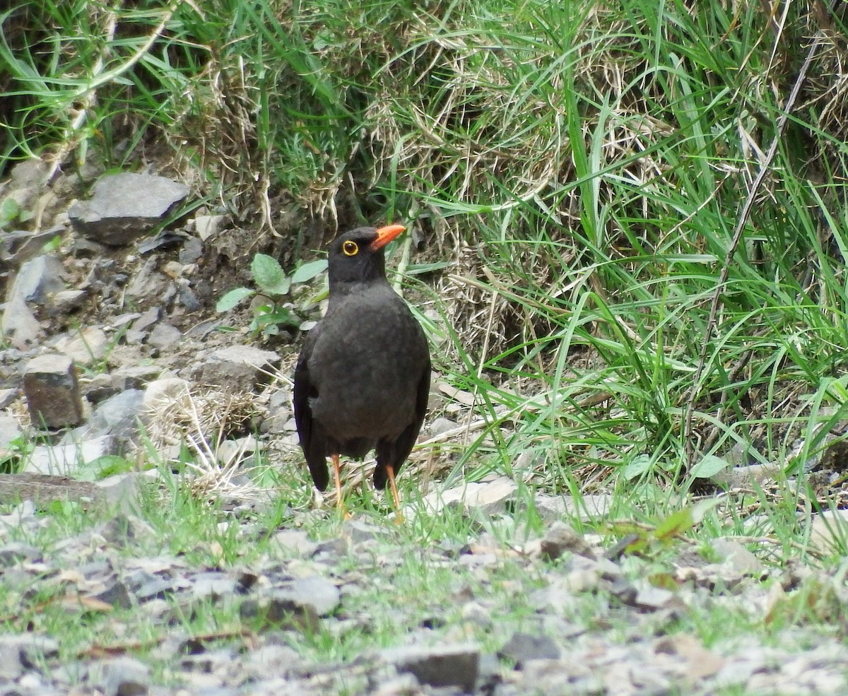 Great Thrush - Angela Bernal Contreras