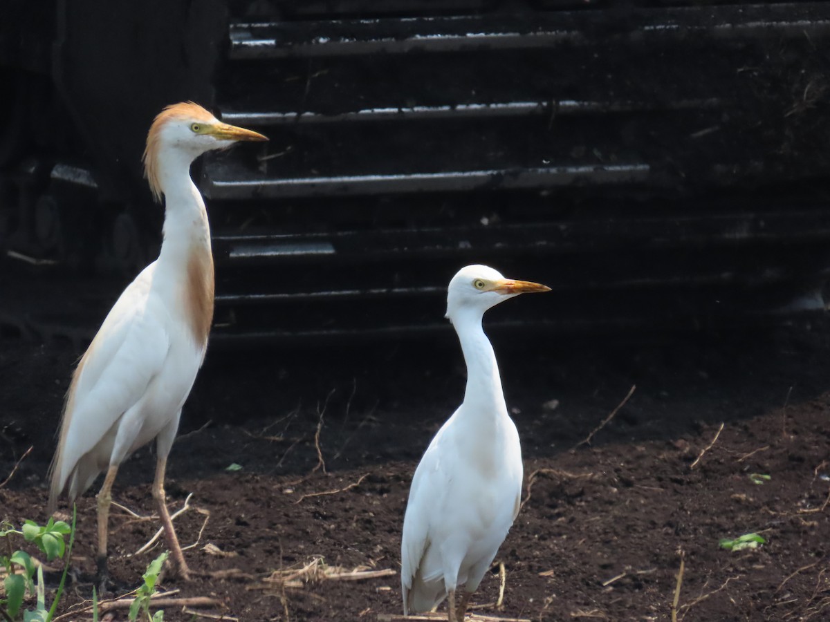 Western Cattle Egret - Laurie Witkin