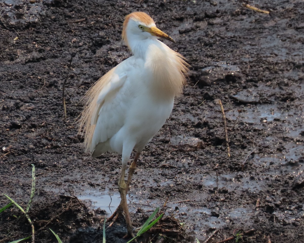 Western Cattle Egret - Laurie Witkin