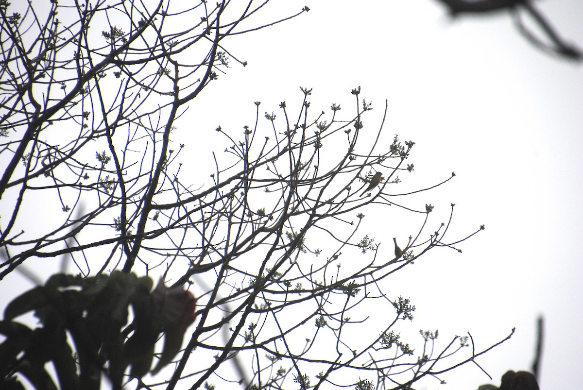 Gray-chinned Minivet - ML619367730