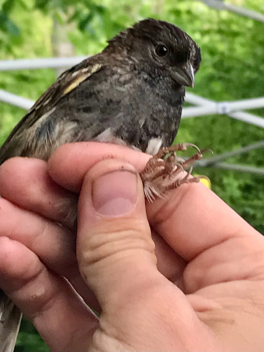 Dark-eyed Junco x White-throated Sparrow (hybrid) - ML619367734