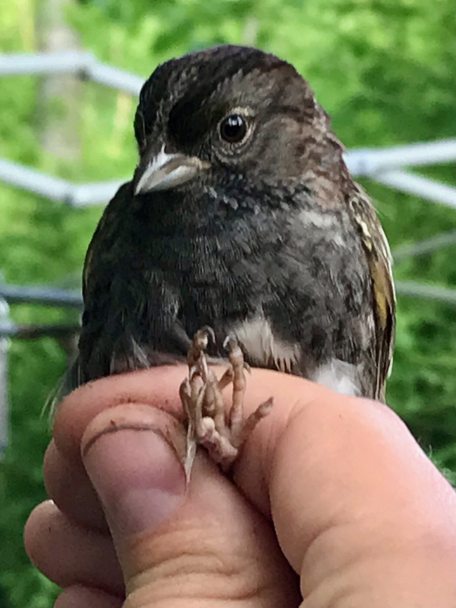 Dark-eyed Junco x White-throated Sparrow (hybrid) - ML619367735