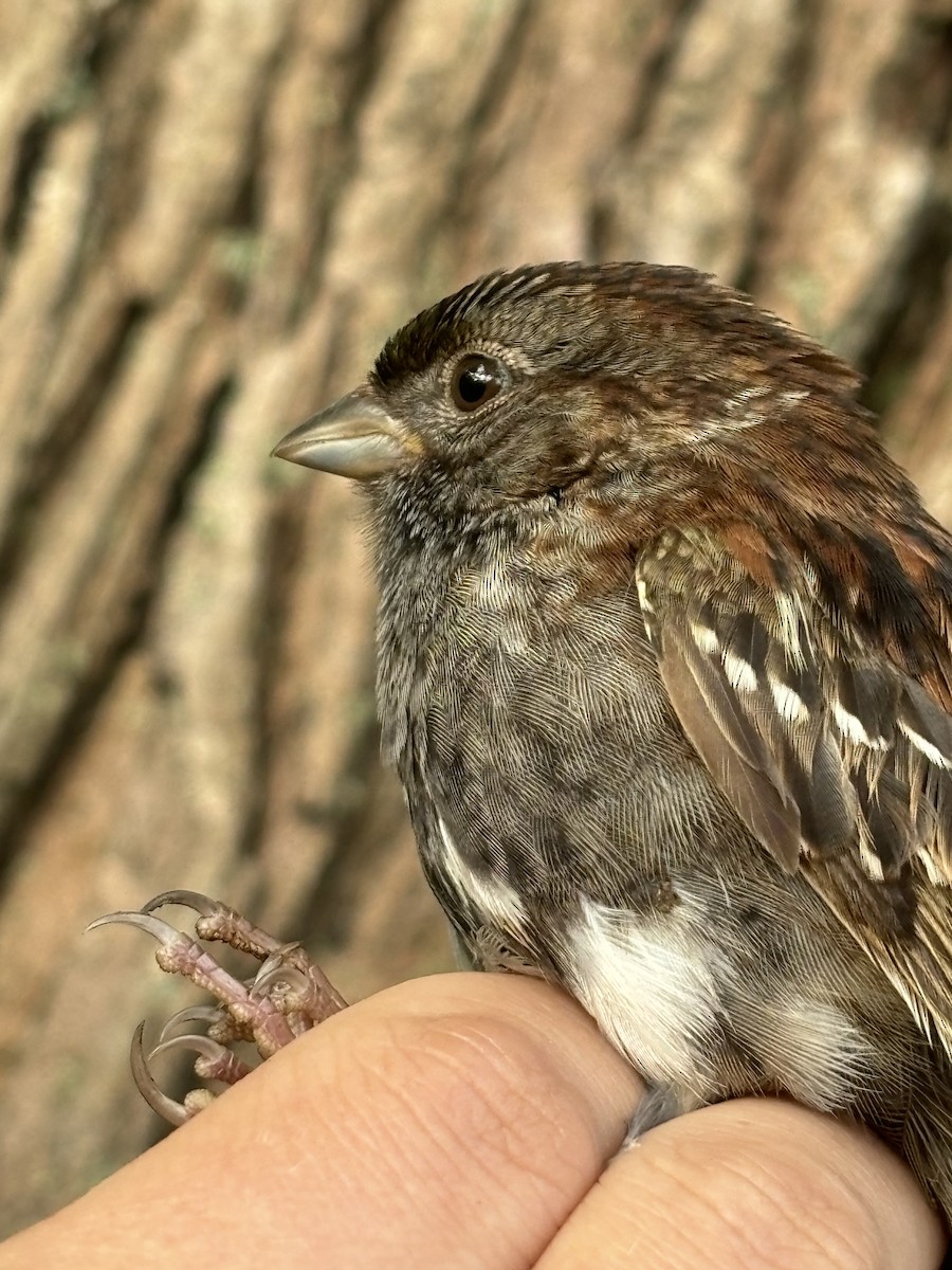 Dark-eyed Junco x White-throated Sparrow (hybrid) - Joel Throckmorton