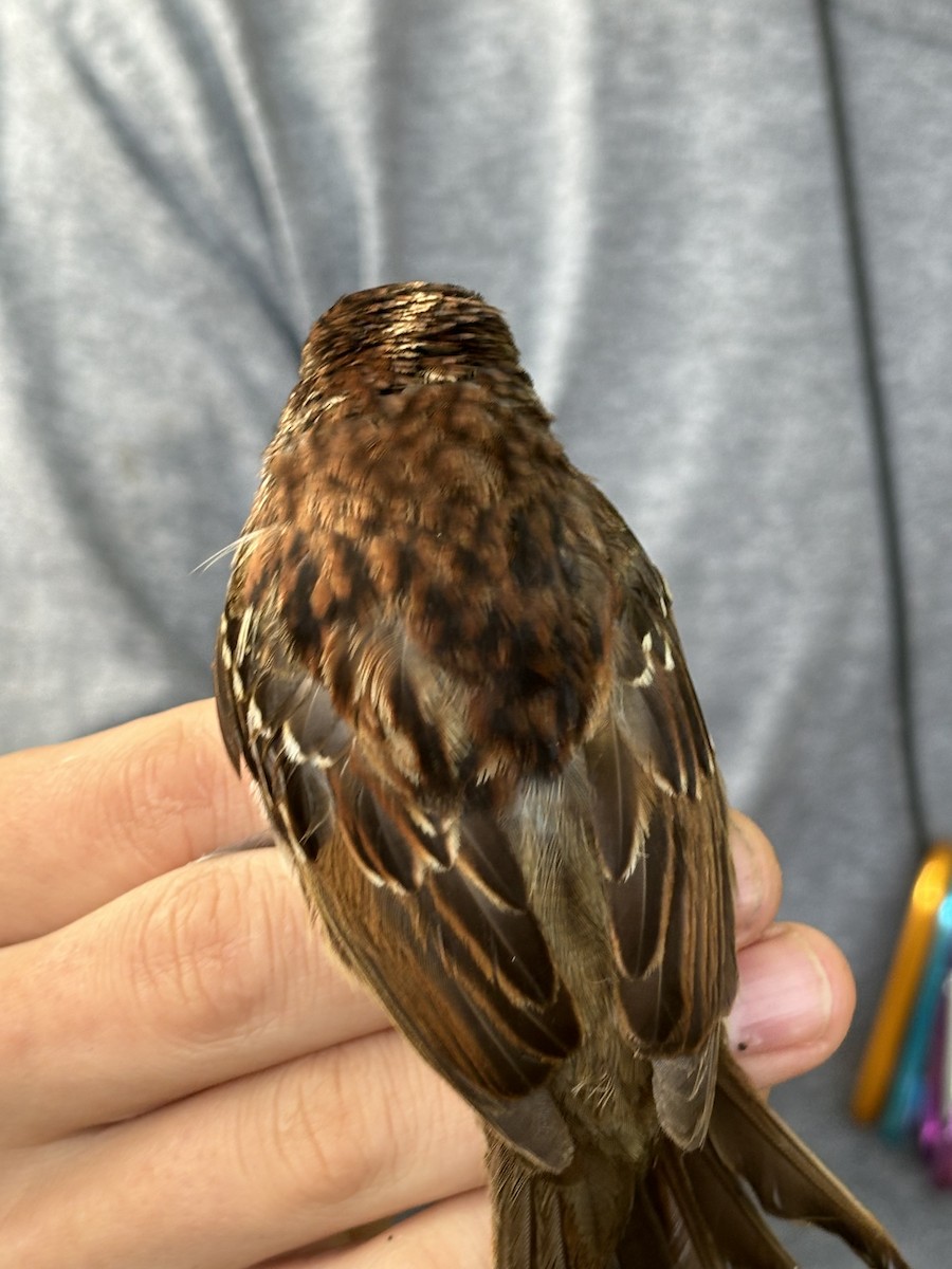 Dark-eyed Junco x White-throated Sparrow (hybrid) - ML619367737