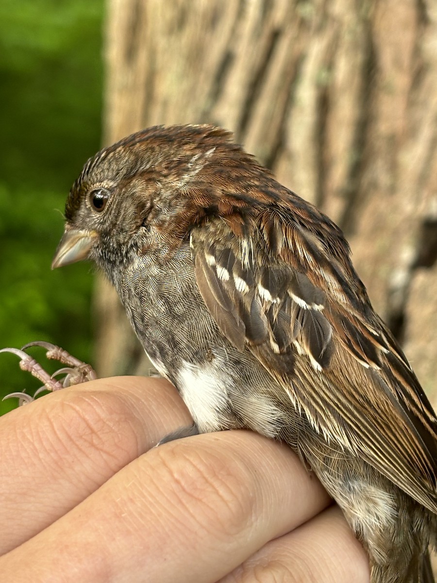 Dark-eyed Junco x White-throated Sparrow (hybrid) - ML619367738