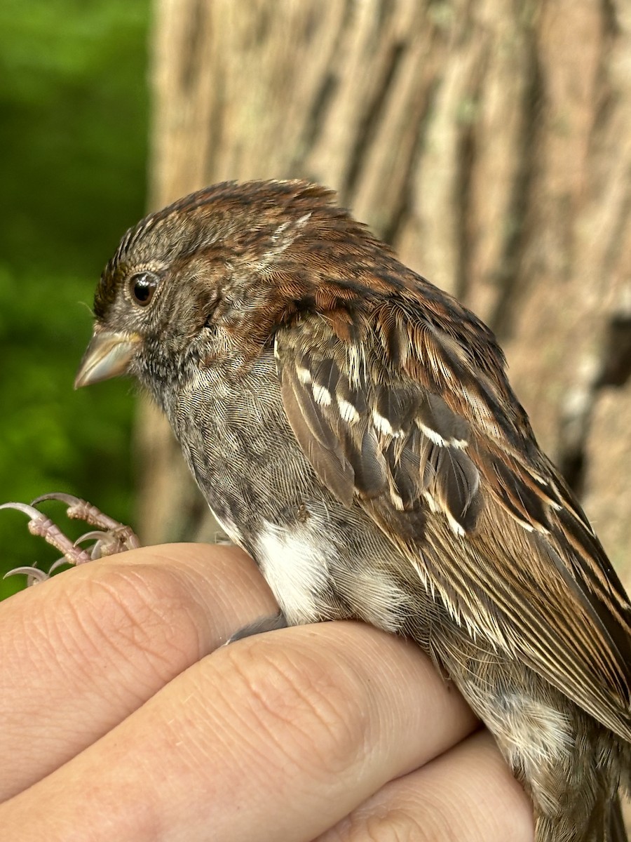 Hybride Junco ardoisé x Bruant à gorge blanche - ML619367738