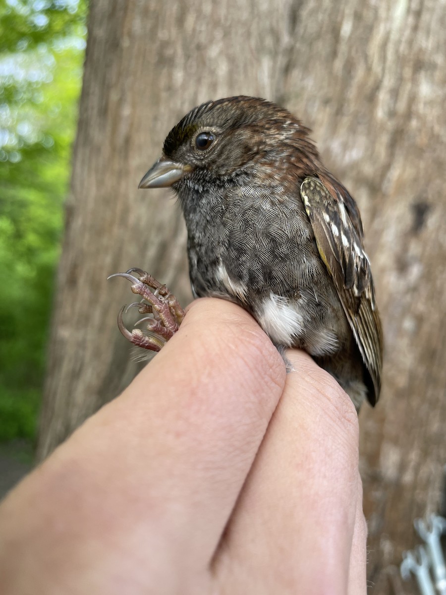 Dark-eyed Junco x White-throated Sparrow (hybrid) - ML619367739