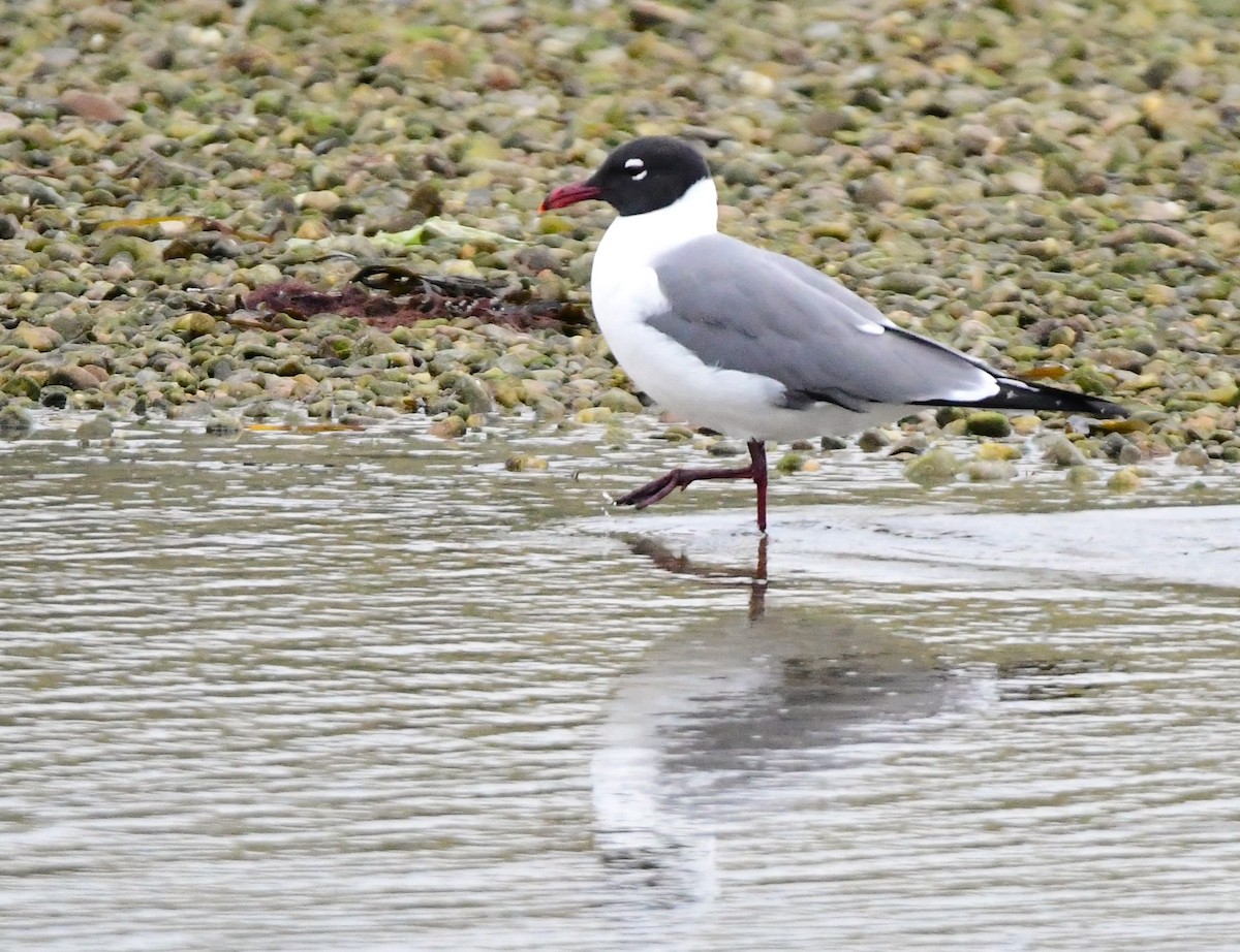 Laughing Gull - mike shaw