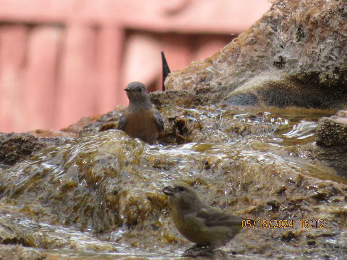 Western Bluebird - Anonymous