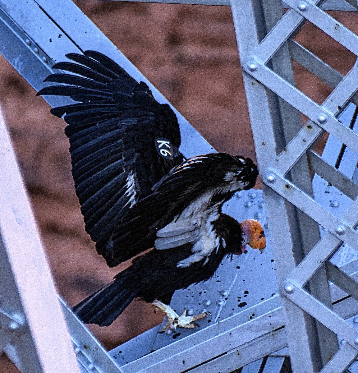 California Condor - Doyle Wilson