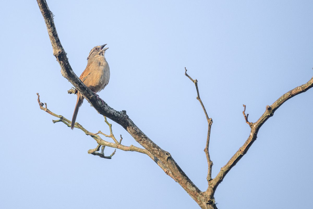 Rusty Sparrow - Poojan Gohil