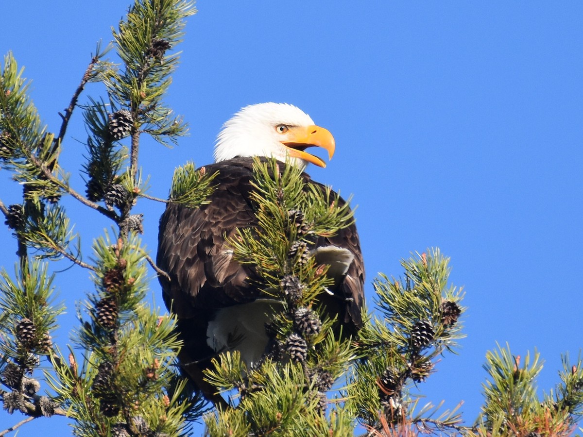 Bald Eagle - ML619367761