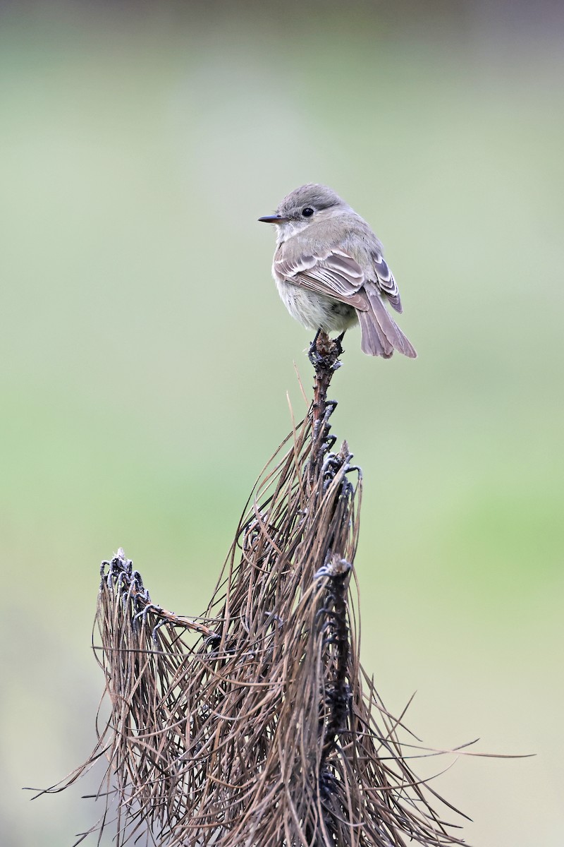 Gray Flycatcher - Nathan Wall