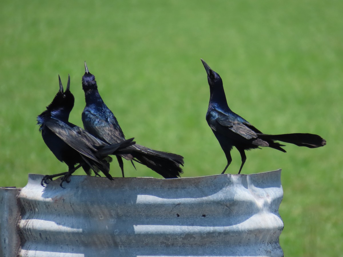 Boat-tailed Grackle - Laurie Witkin