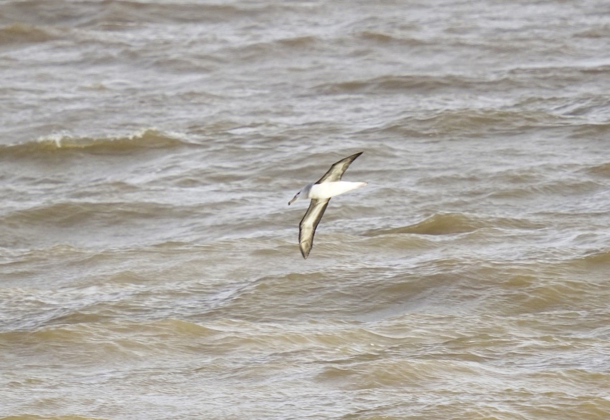 Black-browed Albatross - ML619367779