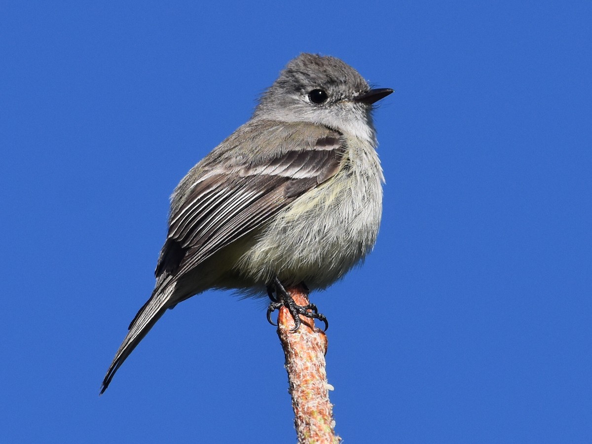 Hammond's Flycatcher - David Gallagher