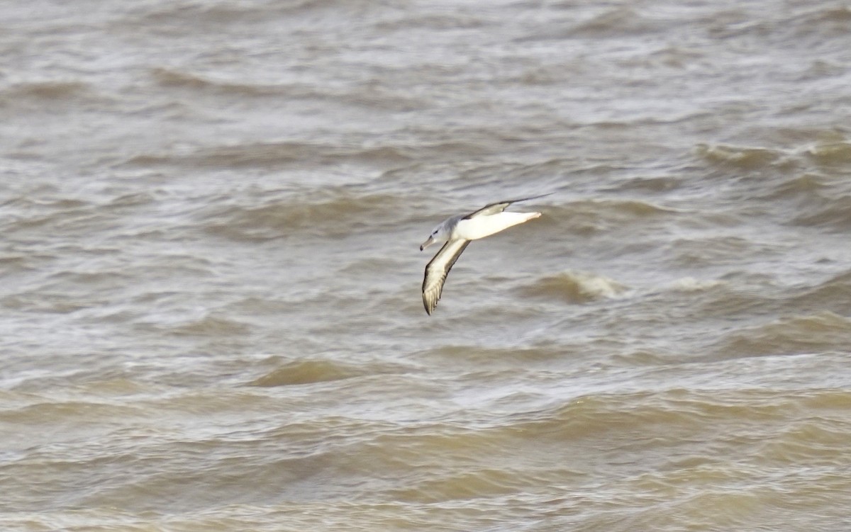 Black-browed Albatross - ML619367781