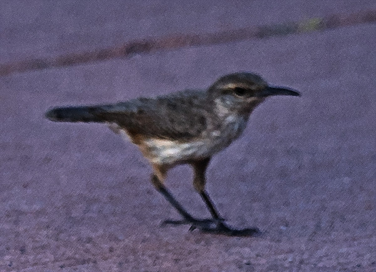 Rock Wren - Doyle Wilson