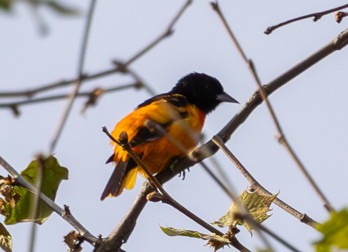 Baltimore Oriole - ML619367803