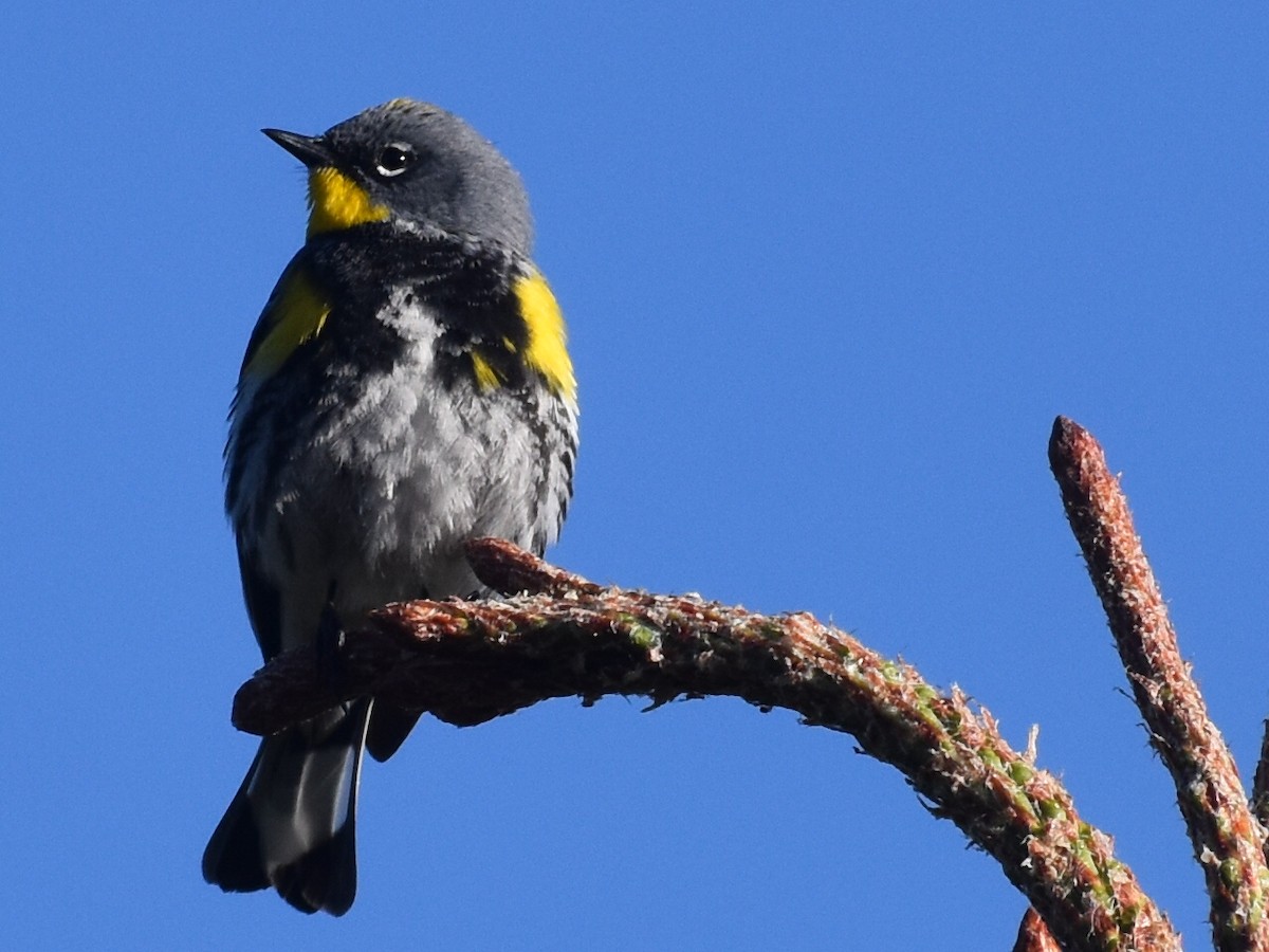 Yellow-rumped Warbler - David Gallagher