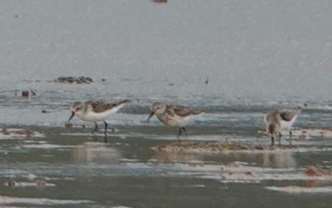 Western Sandpiper - Eric Hough