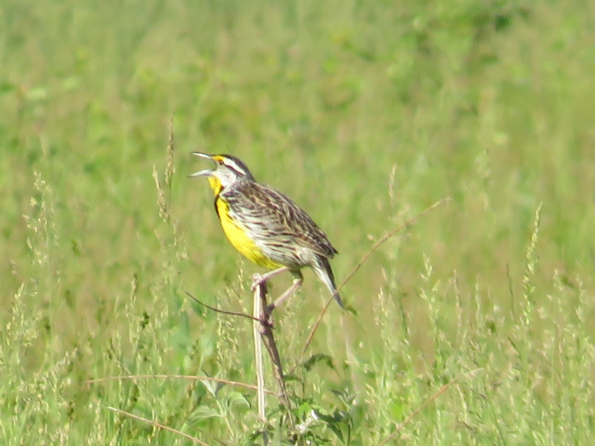 Eastern Meadowlark - ML619367837