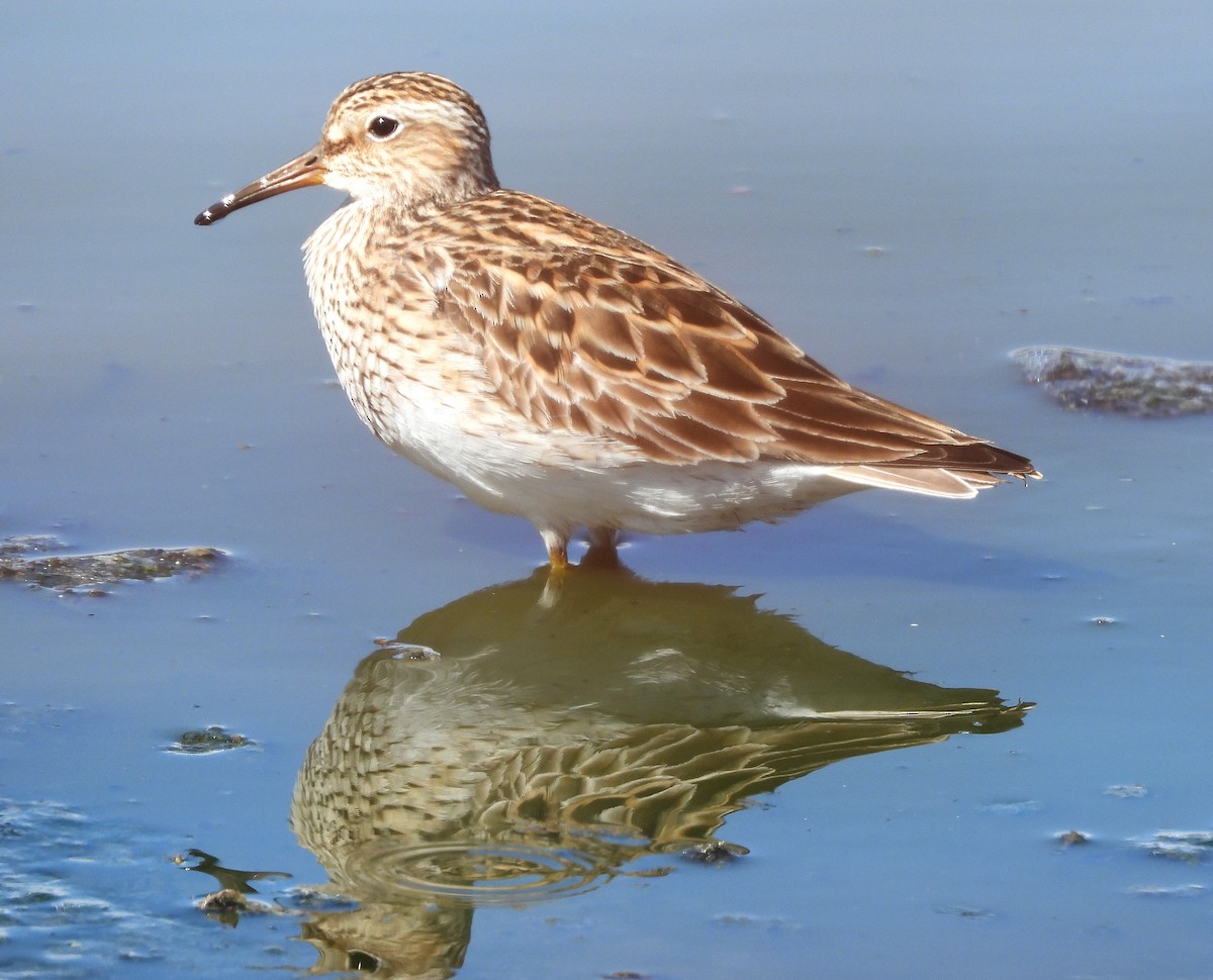 Pectoral Sandpiper - ML619367844