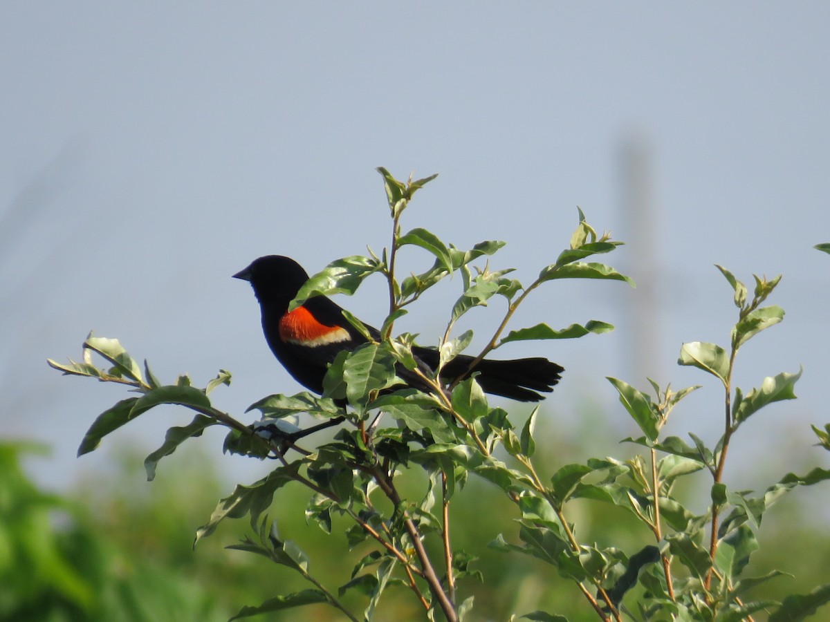 Red-winged Blackbird - Nathaniel Keyse