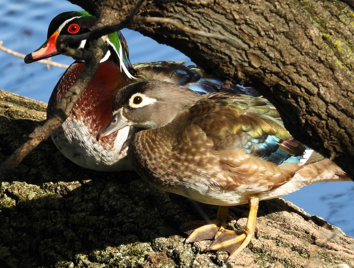 Wood Duck - Michael W. Sack