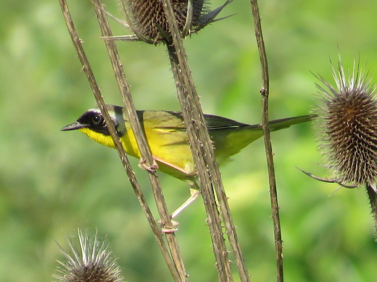 Common Yellowthroat - ML619367854