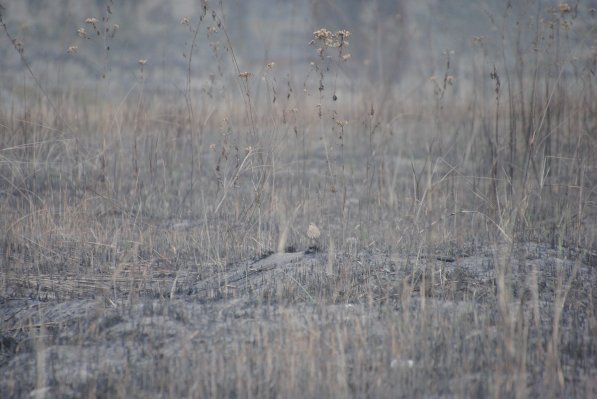 Isabelline Wheatear - ML619367867